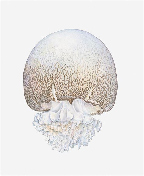 Illustration Of Cannonball Jellyfish Stomolophus Meleagris Digital