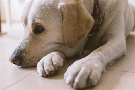 A List Of Possible Causes Of Seizures In Dogs