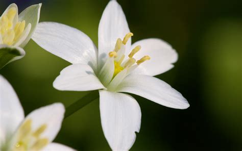 Small White Flowers Hd Wallpaper