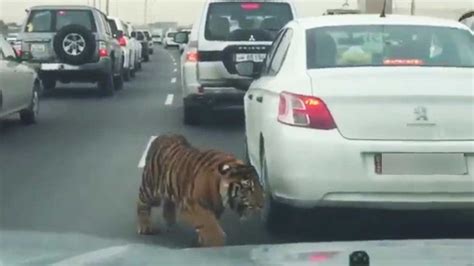 Tiger Spotted Dodging Busy Traffic On Doha Road Video Goes Viral