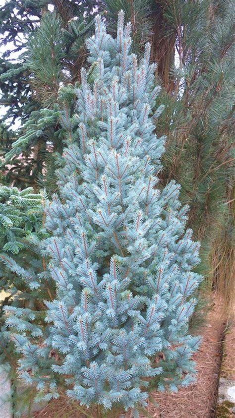 Blue Spruce Artofit