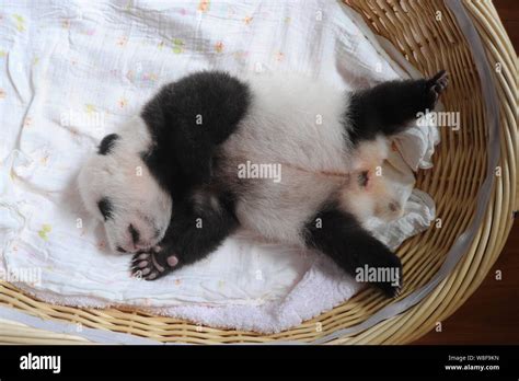 A Giant Panda Cub Is Pictured In A Basket At The Yaan Bifengxia Giant