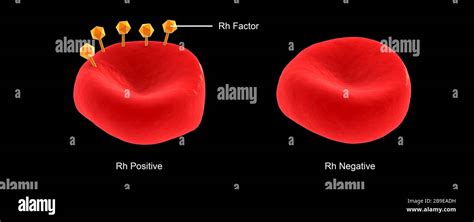 Conceptual Illustration Of Rh Factor On A Red Blood Cell Stock Photo