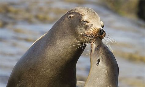Sea Lions Curbing Climate Change The Centers Relentless Pressure On
