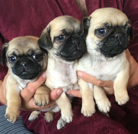 Pug Puppies For Sale In Pontardawe Swansea Gumtree