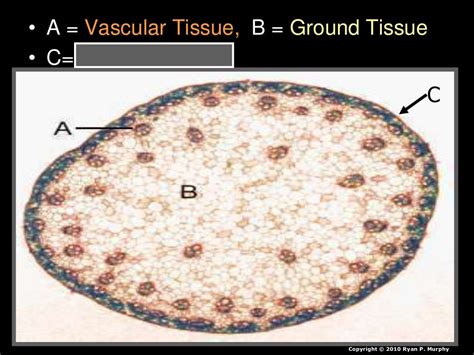 Plant Tissues Woody Plants Xylem Phloem Dendrochronolgy Biology L