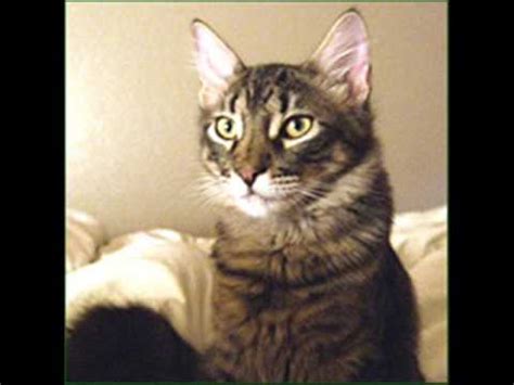 Our loyal customers love our personalized treatment; Street Cat Rescue-Austin, Texas - YouTube