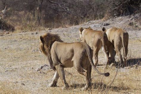 The Saga Of Africas Maned Lionesses