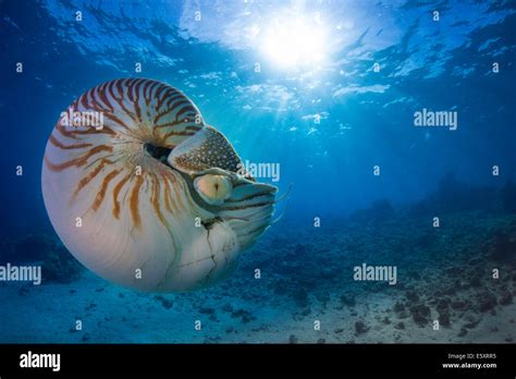 Nautilus Nautilus Belauensis Palau Stock Photo Alamy