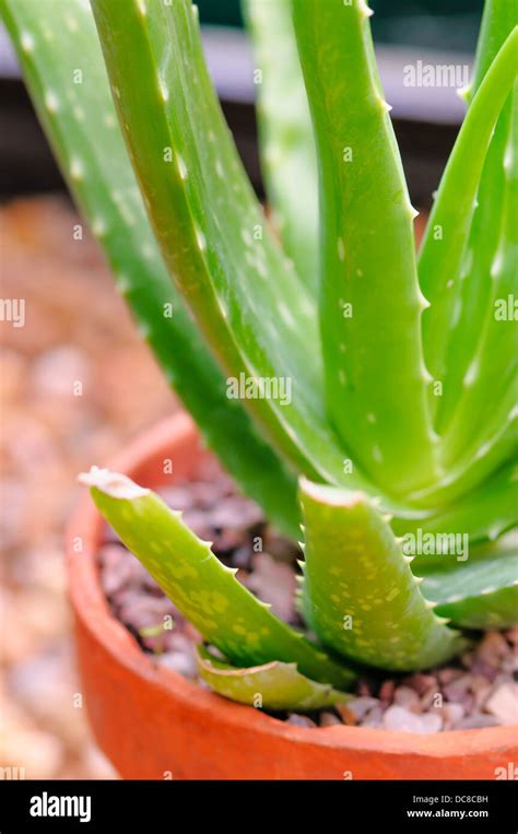 Aloe Vera Potted Plant Stock Photo Alamy