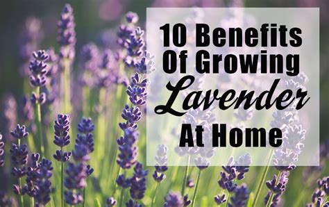 10 Benefits Of Growing Lavender At Home The Grow Network
