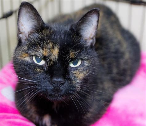 Shy Cat Had Hard Time Finding A Home Turns Out There Was A Special