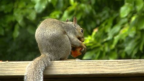 Squirrel Eating Tomato Youtube