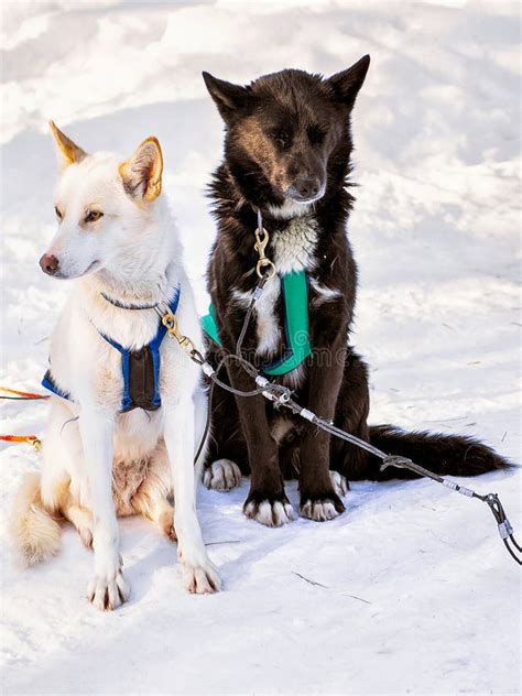 Husky Dogs In Sledge At Lapland Finland Reflex Stock Photo Image Of