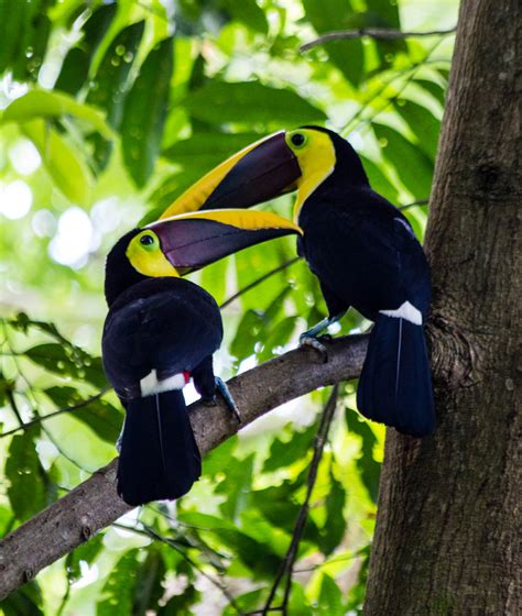 Two Toucans These I Believe Are Black Mandibled Toucans Flickr