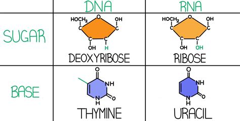 In rna, the thymine is replaced by uracil (u). DNA vs. RNA - Expii