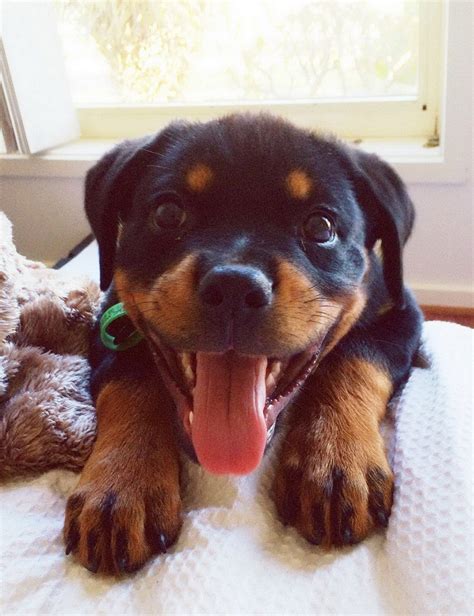 Rottweiler puppies are as cute as they come, but they also take a lot of care. 10 Reasons Rottweilers Are The Worst Breed EVER