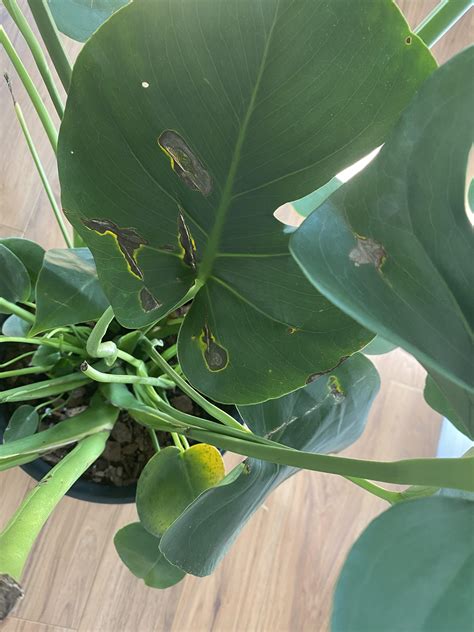 Hallp I Found Gnats In Both My Monstera And Fiddle Leaf Plants From