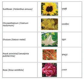 Names of flowers in hindi and english: English-Bengali Grammar : Flowers English to Bangla ...