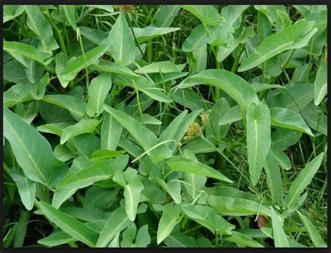 Kangkung air ada dua jenis.satunya berwarna hijau dan yang satu lagi berwarna kemerahan tua. Pengertian Definisi Kangkung dan Morfologinya | Mail ...