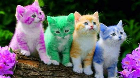 Cute Kitten Cat Colorful Learning Color Video For Kids