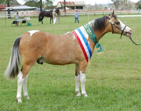 He is half paint /half canadian. Buckskin Tobiano APSB Stud Colt - Pinto - Horsezone