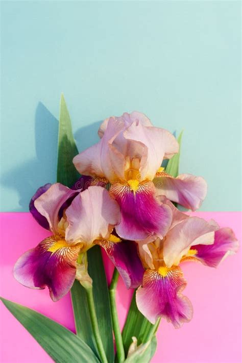Bouquet Of Bright Irises On A Colored Pink And Blue Background W Stock