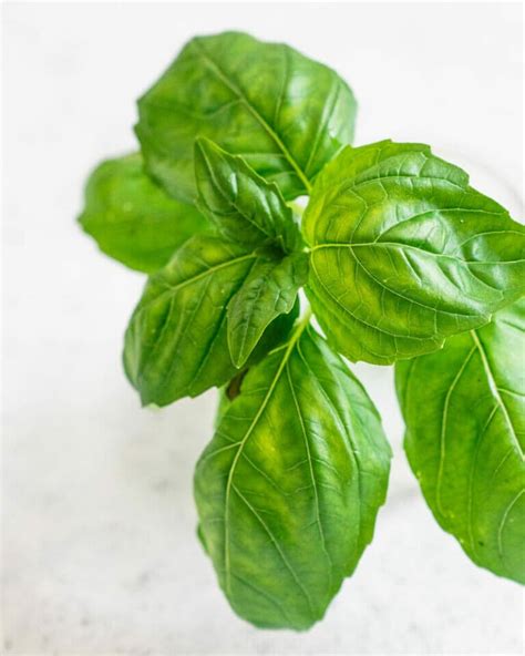 How To Grow Basil How To And Recipes A Couple Cooks
