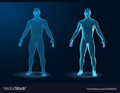 Template Set Of Human Body 3d Polygonal Wireframe Vector Image