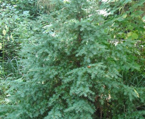 The app covers common native trees of oregon, washington, and the western half of british columbia. habitatdana | Native Plants PNW | Page 11