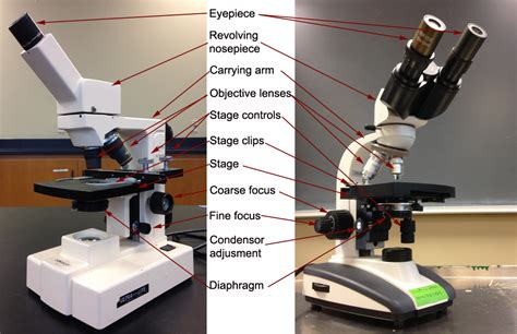 Parts And Components Of Light Microscopes Light Microscope Hot Sex