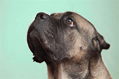 Cane Corso Dog Breed Information Pictures Characteristics And Facts