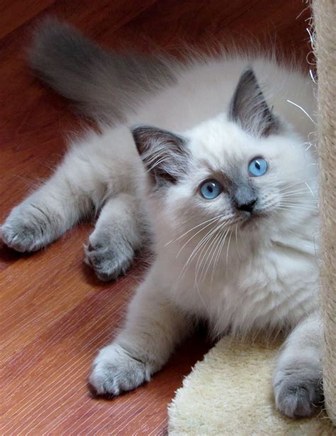Blue Ragdoll Kittens