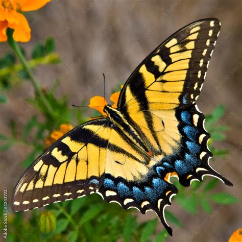 Tiger Swallowtail Butterfly Stock Foto Adobe Stock