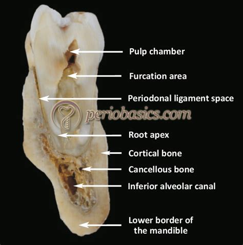 In the last decade, considerable technological improvements have been made to repair damaged bones and tissue, such as bone cross sections with implants for microscopic examinations. Alveolar bone, its anatomical, physiological and ...