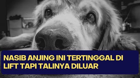 Kasihan Anjing Malang Ini Tertinggal Didalam Lift Padahal Tali Sudah