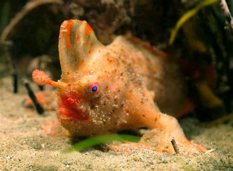 Name That Handfish And Help Save The Worlds Rarest Fish Institute