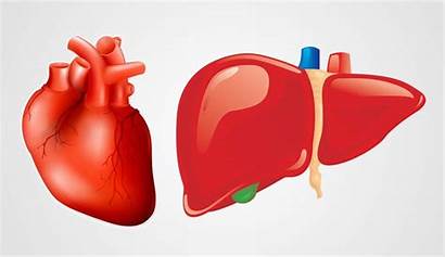 Liver Heart Health Support Cholesterol Simultaneous Liversupport