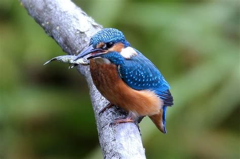 Kingfisher Edwyn Anderton Flickr
