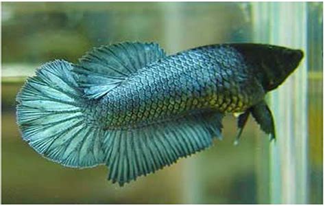 Knowing your betta fish's anatomy is part of being a good caretaker. 301 Moved Permanently