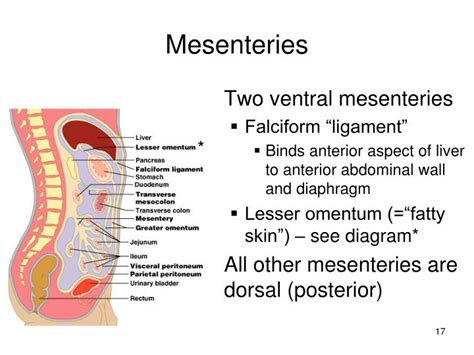 A digestive system is a group of organs consisting of the central gastrointestinal (gi) tract and its associated accessory organs that break down food into the glands of the digestive system consist of the tongue, salivary glands, liver, gall bladder, and pancreas. PPT - The Digestive Tract PowerPoint Presentation - ID:2272586