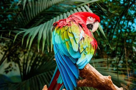 Macaw Colorful Bird 4k Hd Birds 4k Wallpapers Images Backgrounds