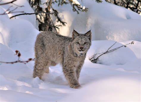 A Glimpse Into The Fascinating World Of The Canada Lynx