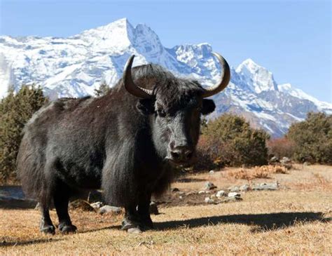 Yak Wild Ox Of Asia Himalayas And Tibet Animals Images Animals Wild