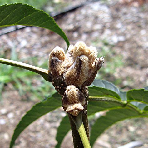 1003 Gardens Terminal Buds On Fraxinus Stylosa Top And F Paxiana
