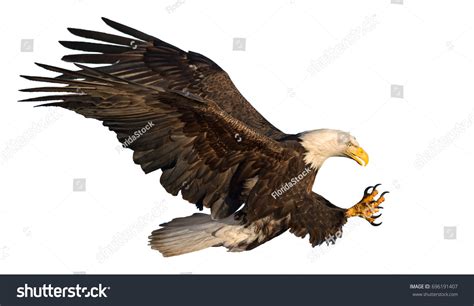 American Bald Eagle Swooping Catch Prey Foto De Stock 696191407