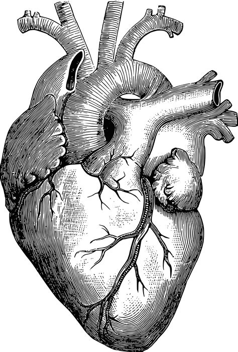 Link Download 21 Pictures Of A Real Heart Human Heart Clipart Black