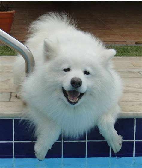 The Secret Behind The Samoyeds Smile Dog Discoveries