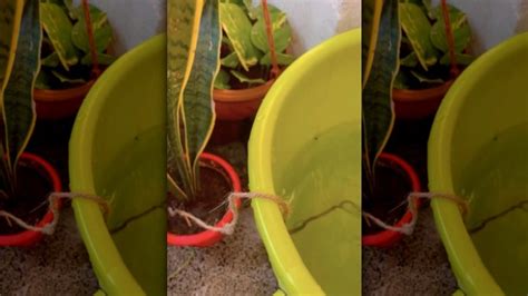 The Simple Shoelace Hack For Making Sure Your Plants Stay Watered