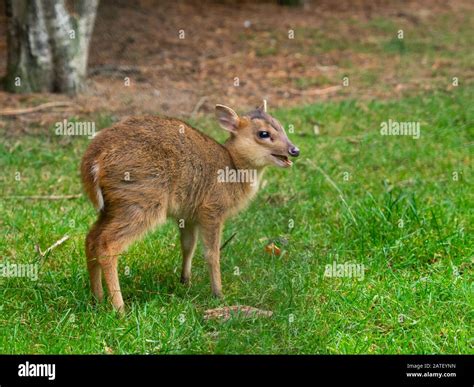 Young Muntjac Deer Muntiacus Reevesi Stock Photo Alamy
